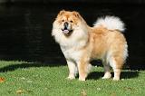 CHOW CHOW 367